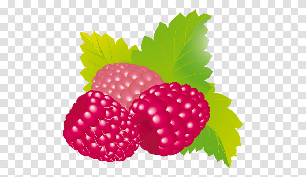 Raspberry, Fruit, Plant, Food Transparent Png