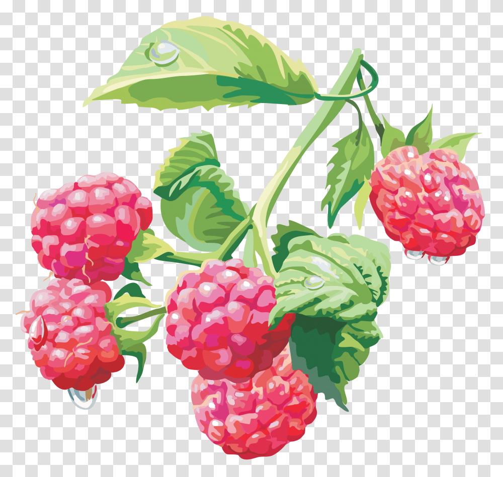 Raspberry, Fruit, Plant, Food Transparent Png