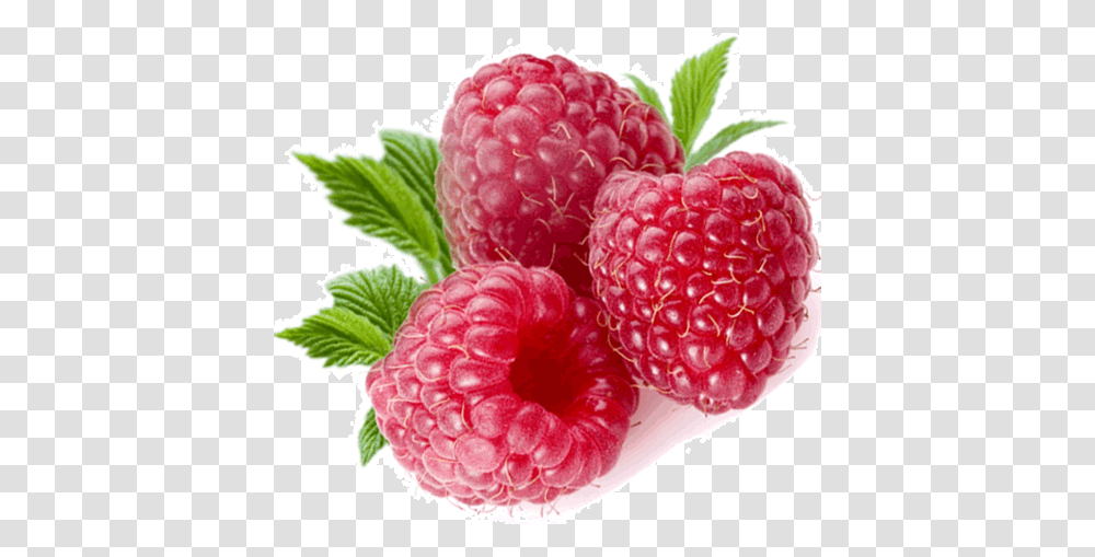 Raspberry, Fruit, Plant, Food Transparent Png