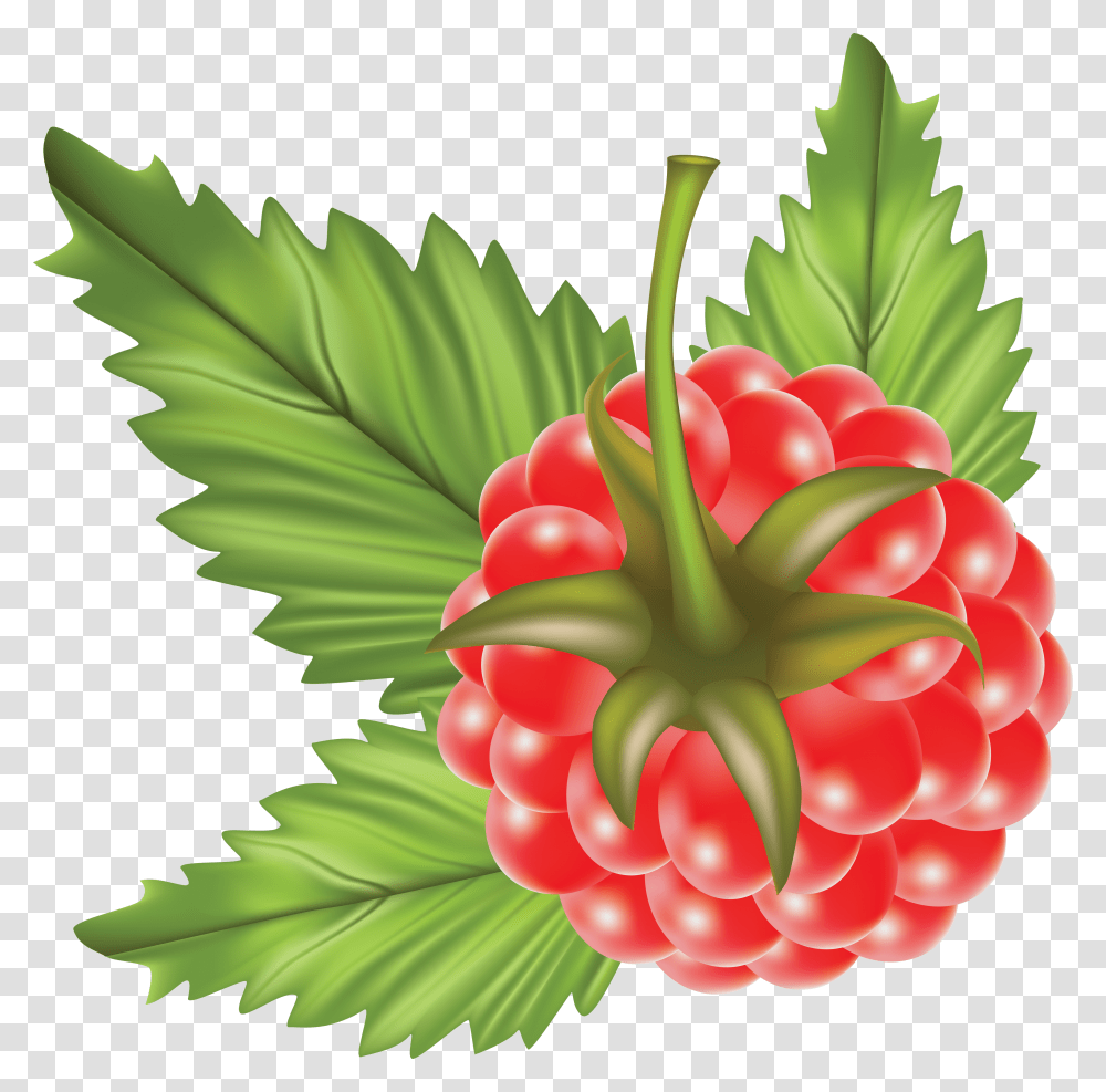 Raspberry, Fruit, Plant, Strawberry, Food Transparent Png