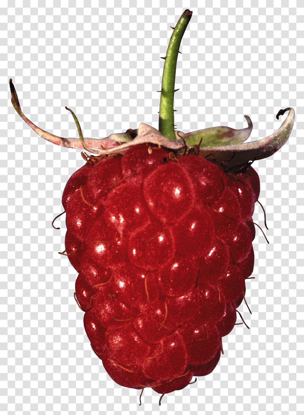 Raspberry, Fruit Transparent Png