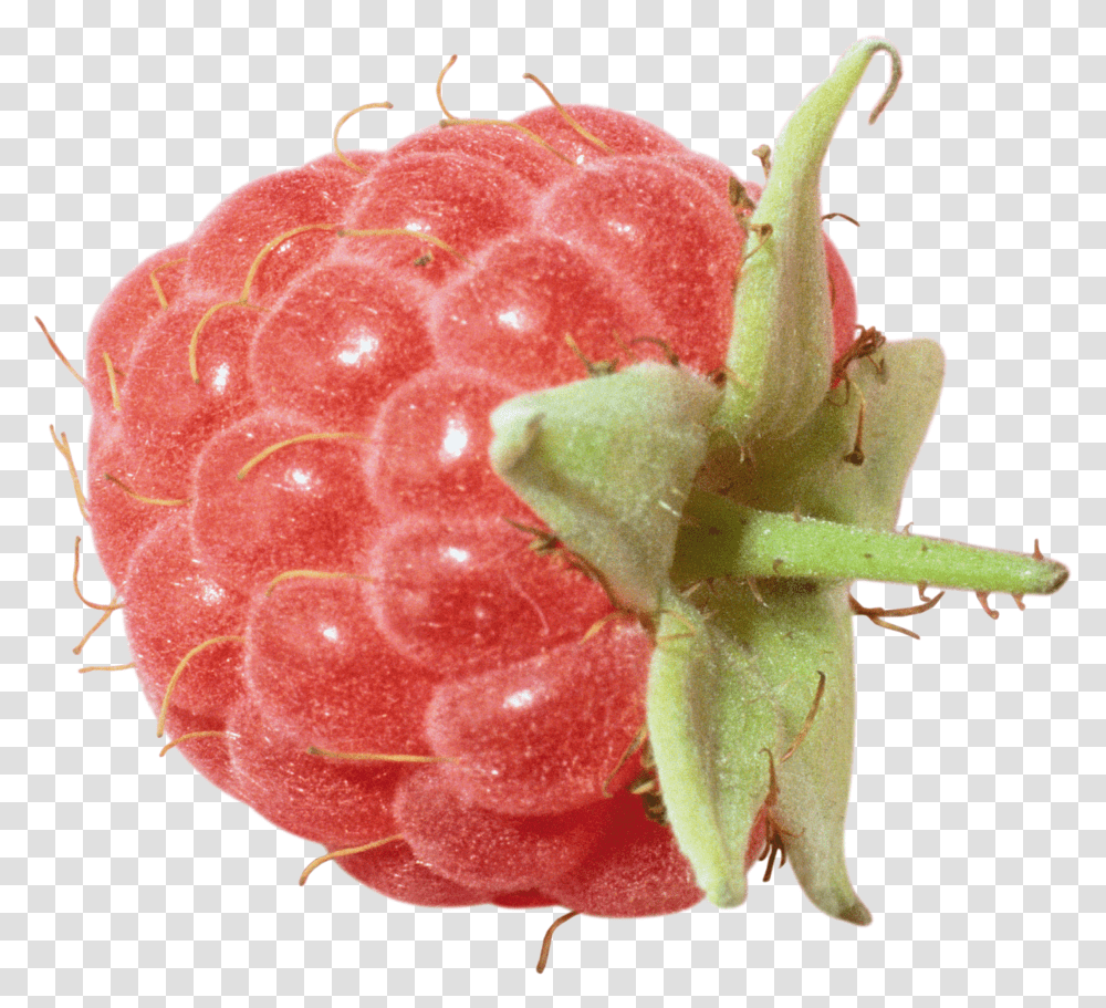 Raspberry, Fruit Transparent Png