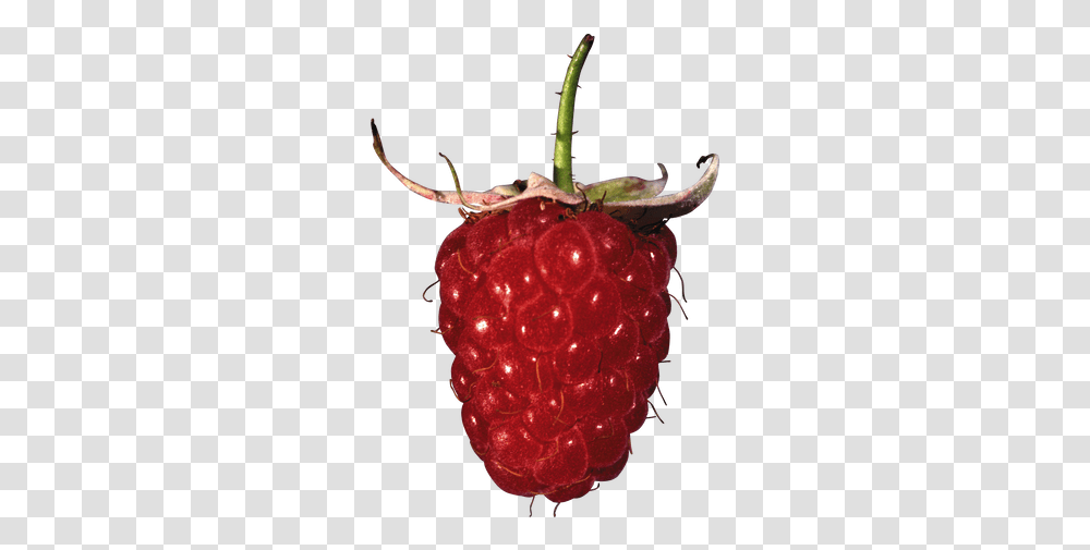 Raspberry Images Red Raspberry, Fruit, Plant, Food Transparent Png