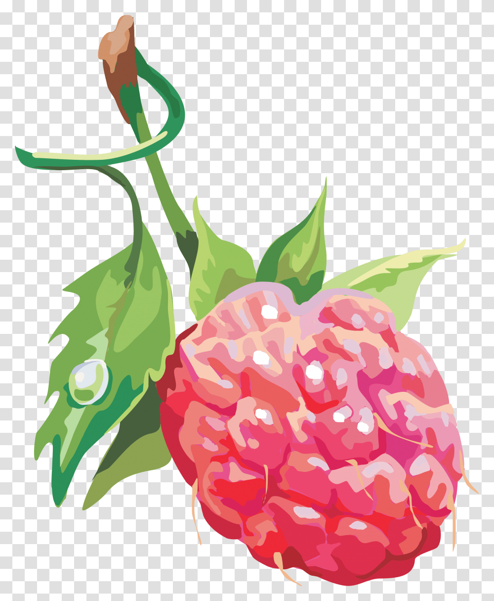 Raspberry, Plant, Fruit, Food, Flower Transparent Png