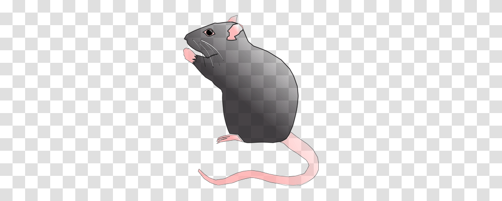 Rat Animals, Mammal, Rodent, Mole Transparent Png