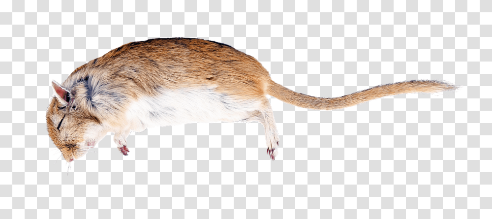 Rat 960, Animals, Rodent, Mammal Transparent Png