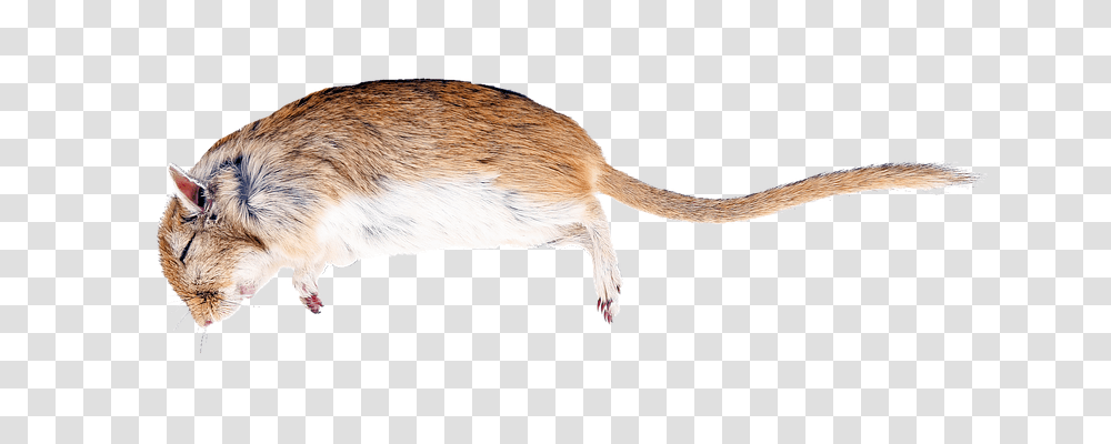 Rat Nature, Rodent, Mammal, Animal Transparent Png