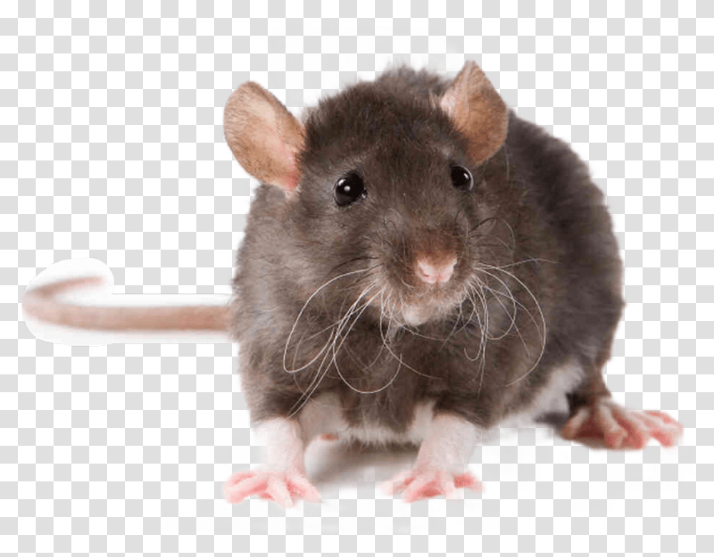 Rat Animal Download, Rodent, Mammal, Pet Transparent Png