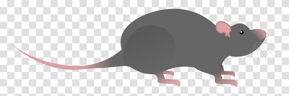 Rat, Animal, Mammal, Plant, Bird Transparent Png