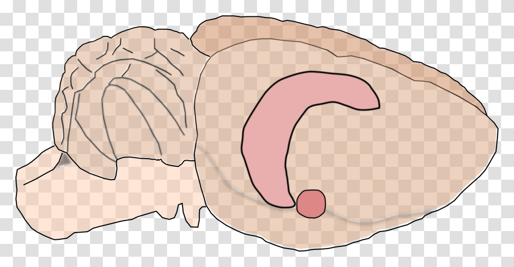 Rat Brain Clipart Download Rat Brain Clipart, Pork, Food, Ham, Ear Transparent Png