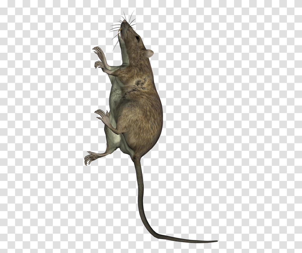 Rat Climbing Up A Wall Marsh Rice Rat, Rodent, Mammal, Animal, Bird Transparent Png