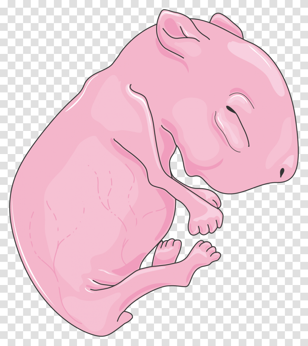 Rat Clip Art Neonatal Rat, Animal, Mammal, Pig, Piggy Bank Transparent Png