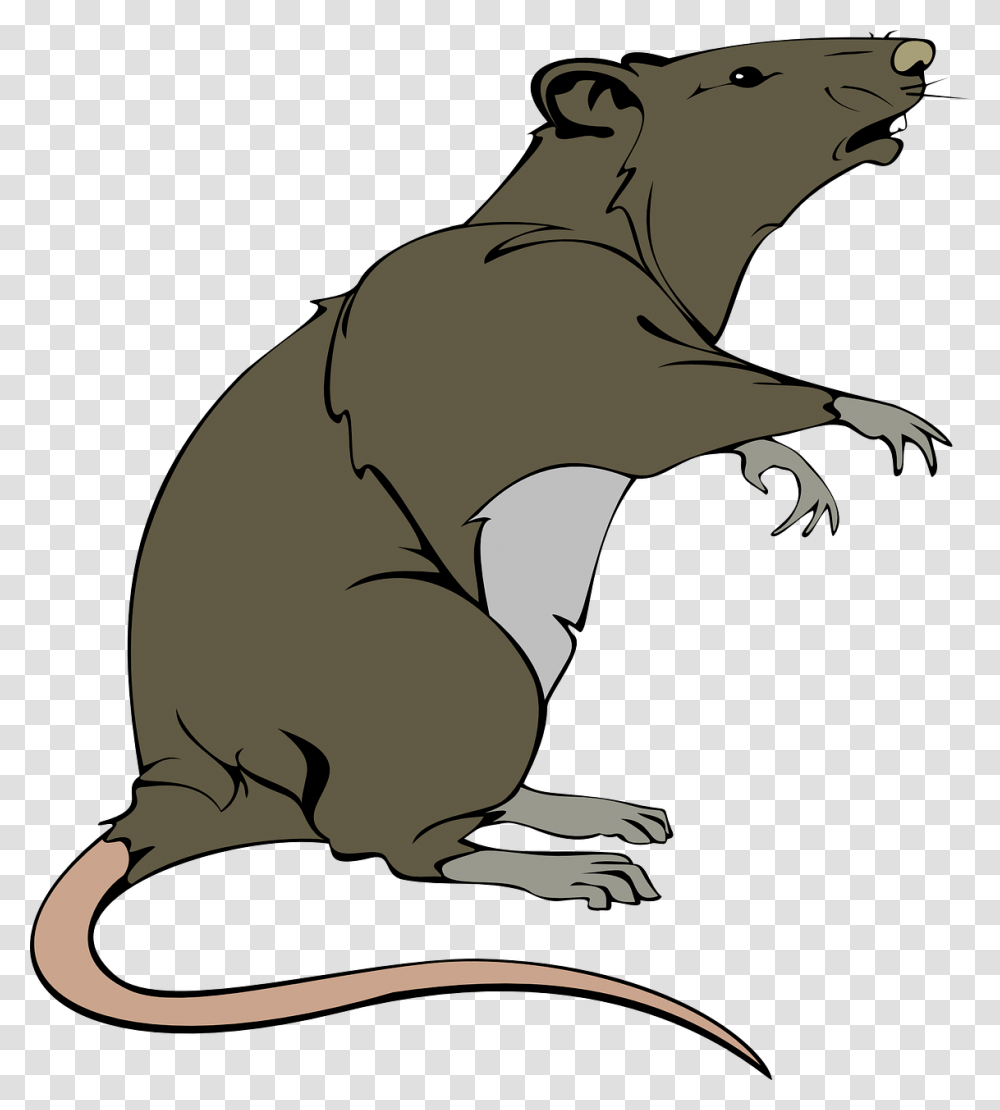 Rat Clipart, Animal, Mammal, Dinosaur, Reptile Transparent Png