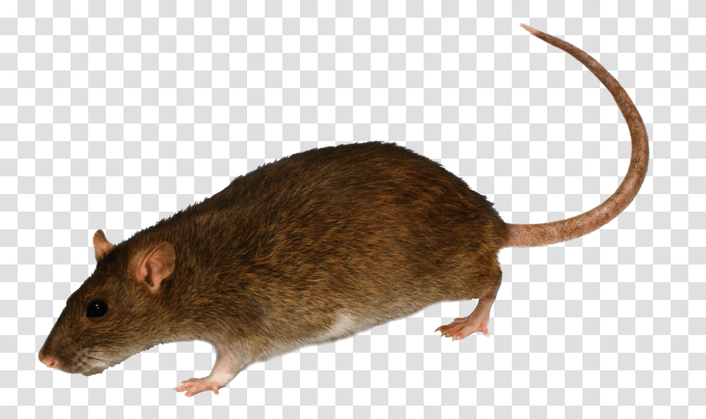 Rat Clipart Background Mouse Rodent, Mammal, Animal, Pet Transparent Png