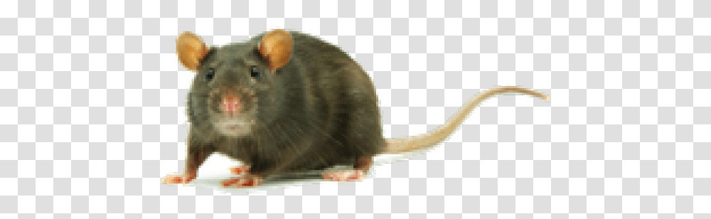 Rat Clipart Clipart Rat, Rodent, Mammal, Animal Transparent Png