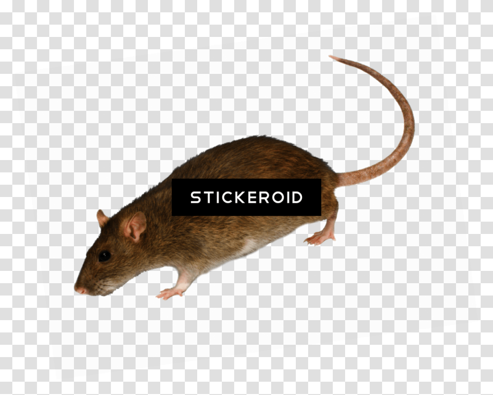 Rat Clipart, Rodent, Mammal, Animal Transparent Png