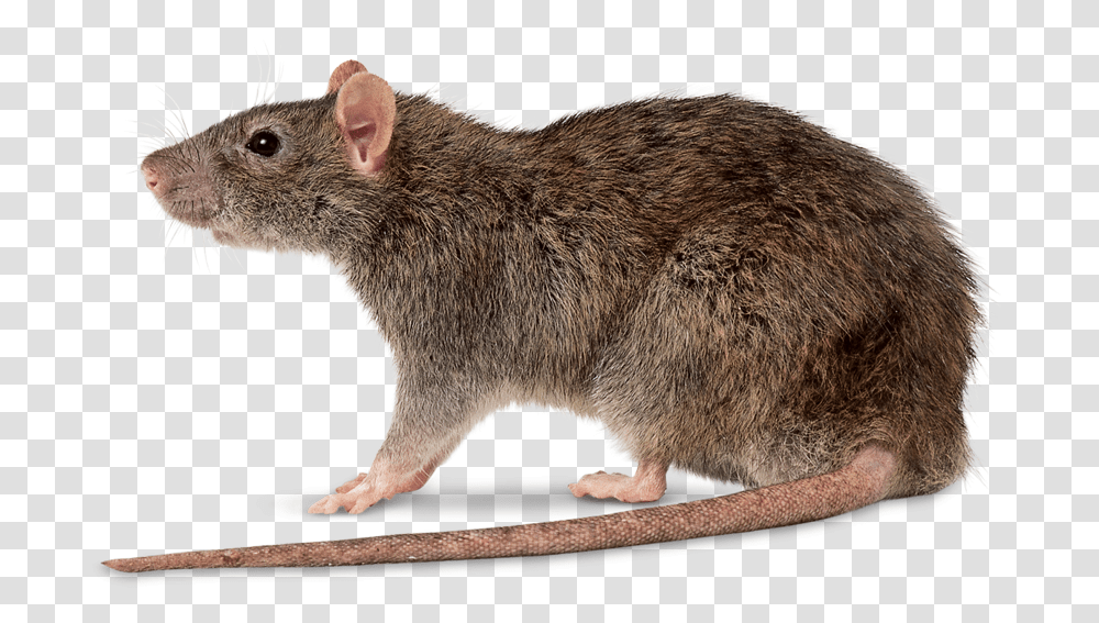 Rat Control By Swat Pest Control Ltd Rattus Norvegicus, Rodent, Mammal, Animal, Bear Transparent Png