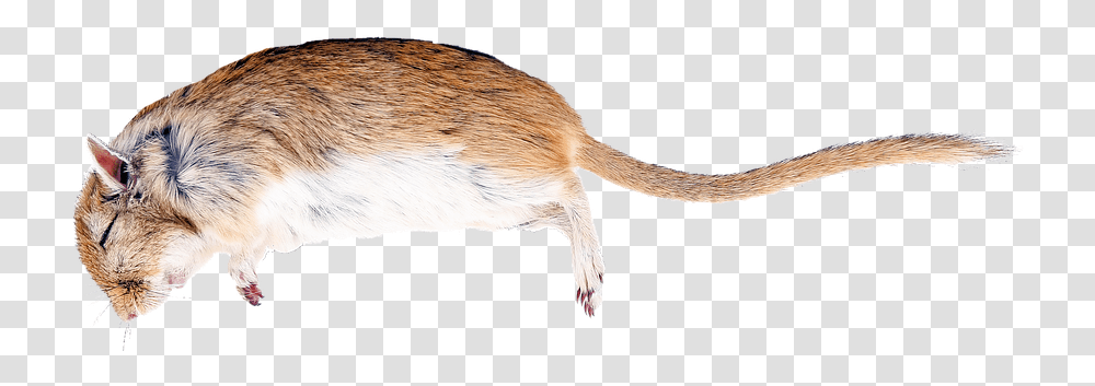 Rat Death Creature Nature Die Mammal Dead Mouse Background, Rodent, Animal, Bird, Kangaroo Transparent Png