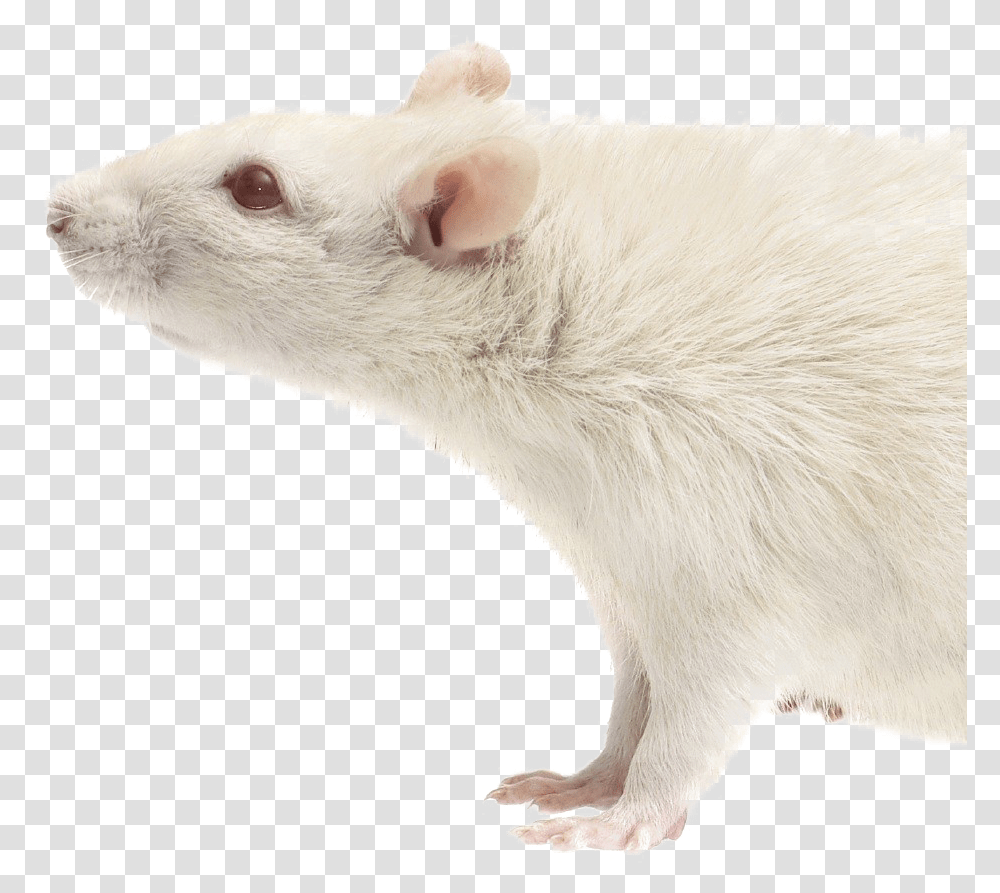 Rat Download Image Mouse, Rodent, Mammal, Animal, Pet Transparent Png