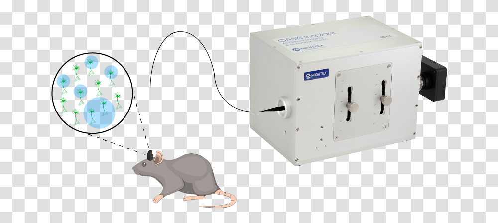 Rat, Electrical Device, Animal, Mammal Transparent Png