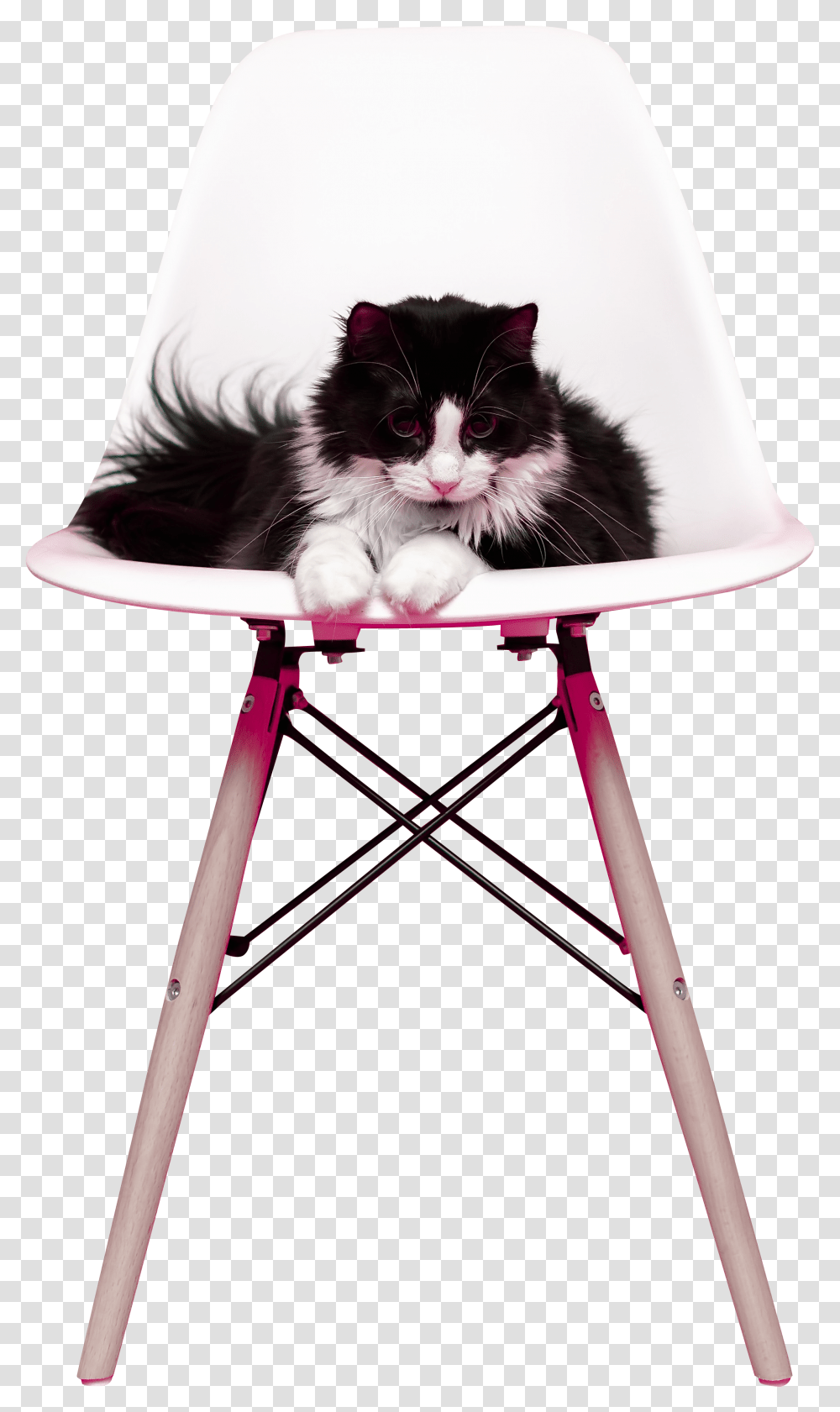 Rat, Furniture, Chair, Cat, Pet Transparent Png