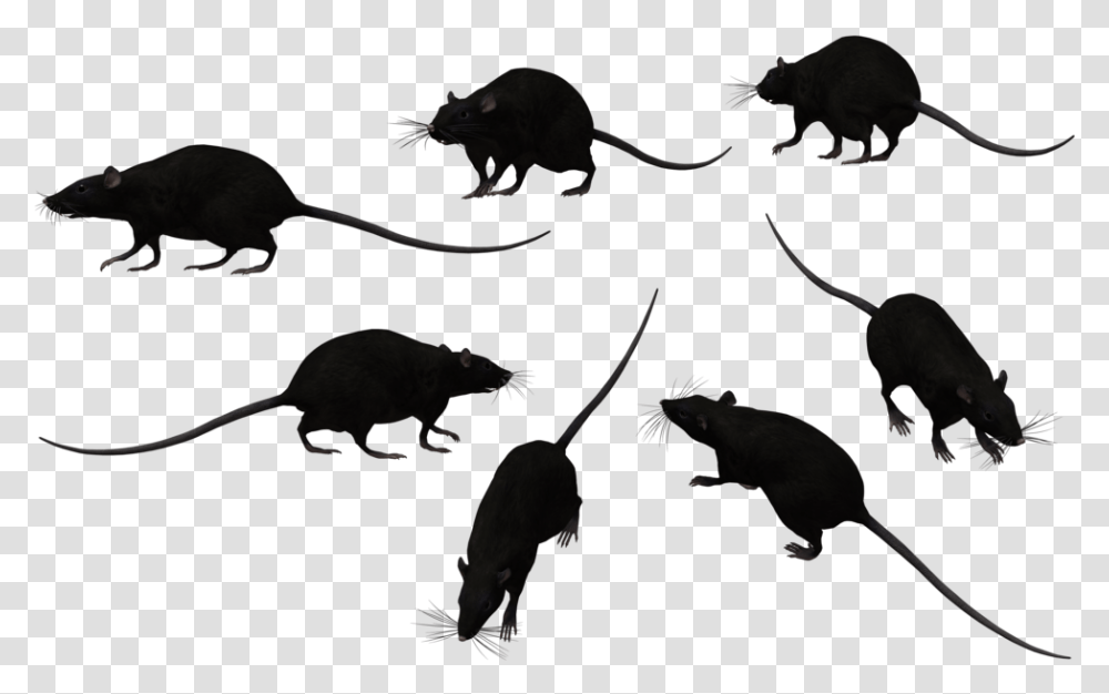 Rat Image Black Rat, Kangaroo, Mammal, Animal, Bird Transparent Png