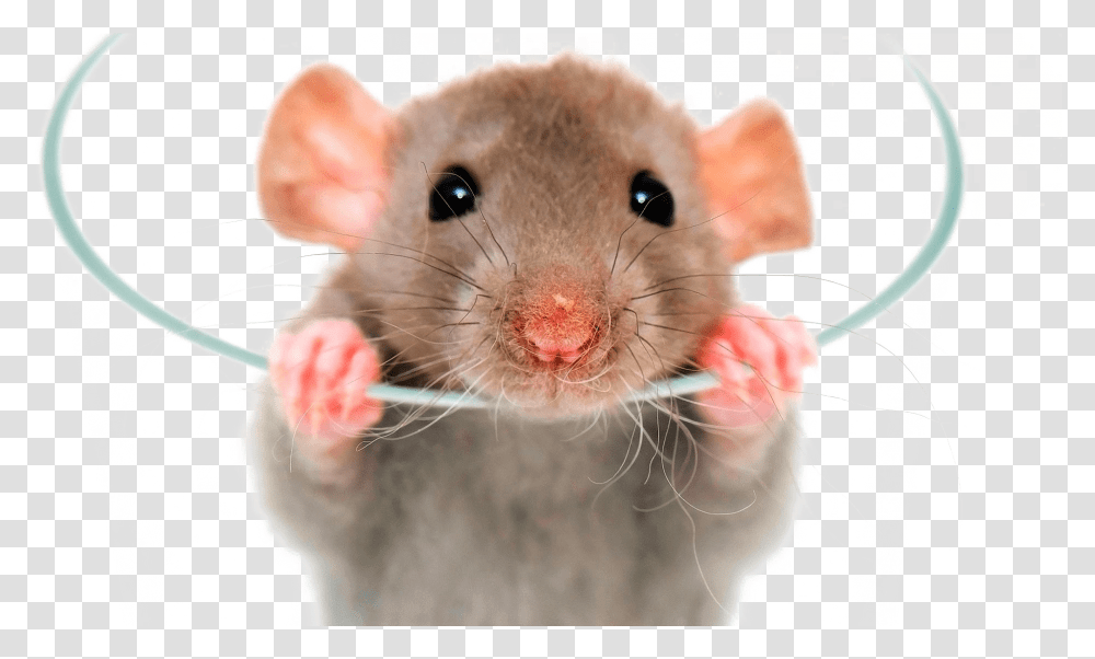 Rat Image Dumbo Rat, Mammal, Animal, Rodent, Pet Transparent Png