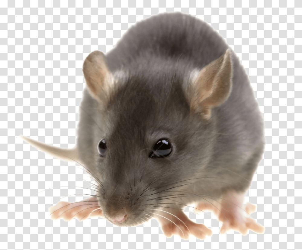 Rat Image With Background Pest Control, Rodent, Mammal, Animal Transparent Png
