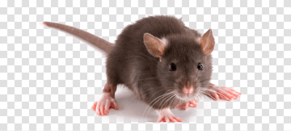 Rat Many Toes Does A Rat Have, Rodent, Mammal, Animal, Pet Transparent Png