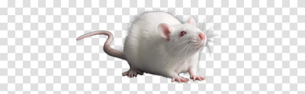 Rat Module Rat, Rodent, Mammal, Animal, Pet Transparent Png