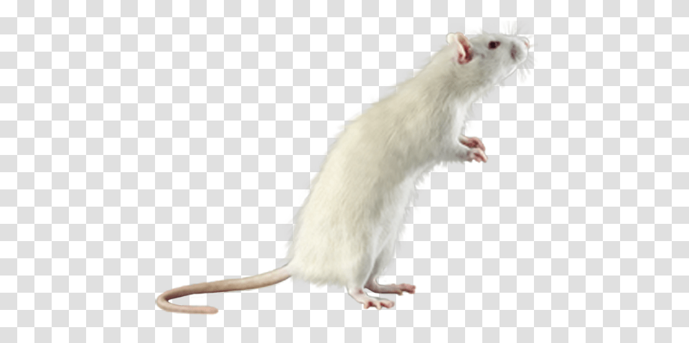 Rat Mouse, Animals, Mammal, Rodent, Cat Transparent Png