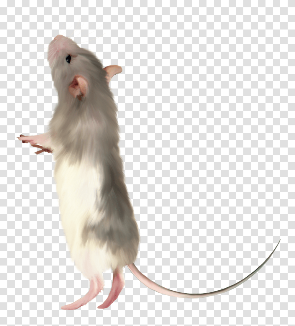 Rat Mouse, Animals, Rodent, Mammal, Bird Transparent Png