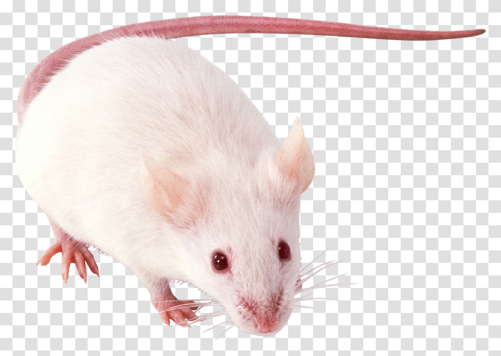 Rat Mouse, Animals, Rodent, Mammal, Cat Transparent Png