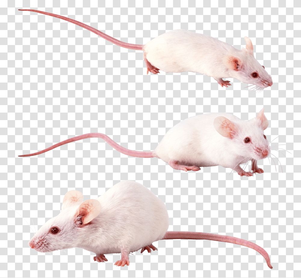 Rat Mouse, Animals, Rodent, Mammal, Hardware Transparent Png