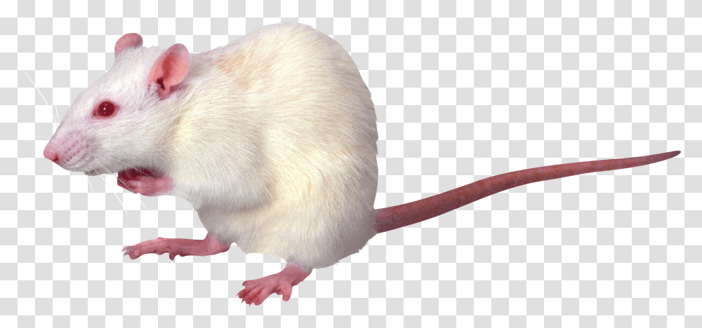 Rat Mouse, Animals, Rodent, Mammal, Pet Transparent Png