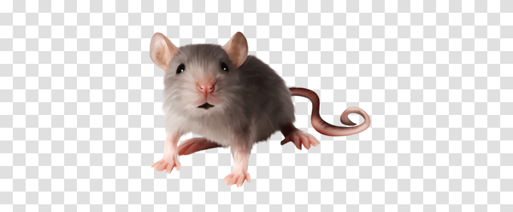 Rat Mouse, Animals, Rodent, Mammal, Pet Transparent Png