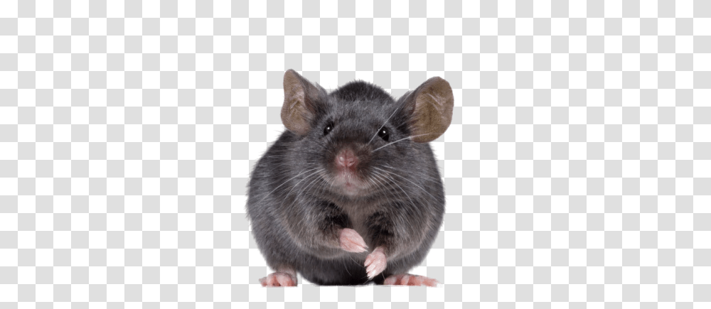 Rat Mouse, Animals, Rodent, Mammal, Pet Transparent Png