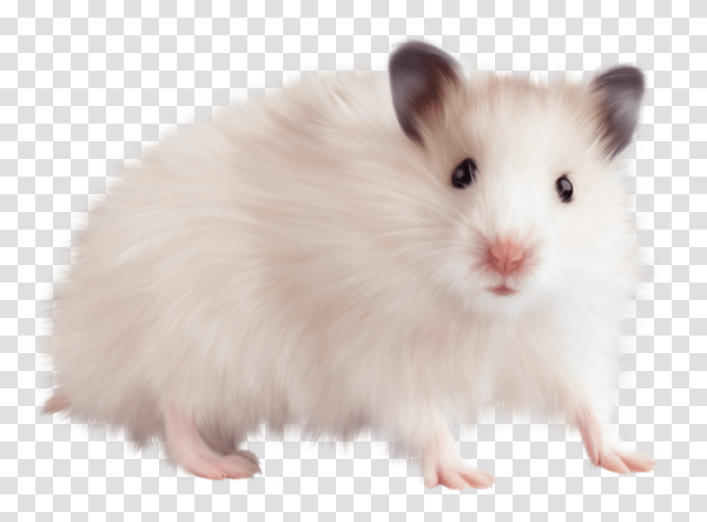 Rat Mouse, Animals, Rodent, Mammal, Pet Transparent Png