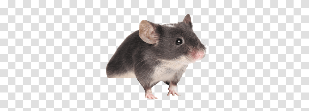 Rat Mouse, Animals, Rodent, Mammal, Pet Transparent Png