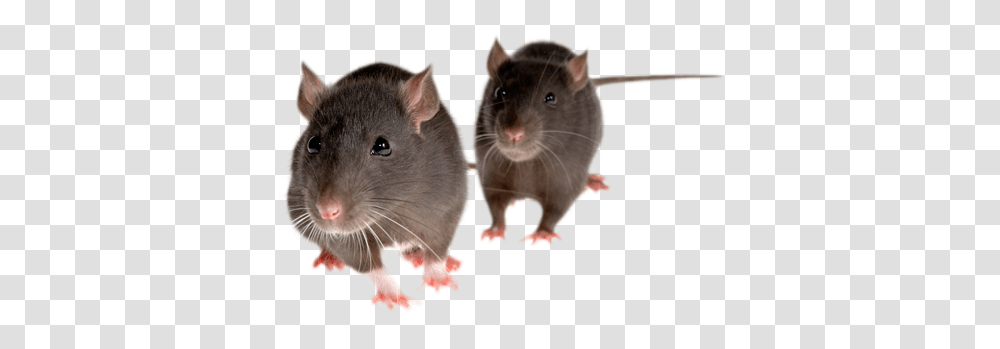 Rat Mouse, Animals, Rodent, Mammal, Pet Transparent Png