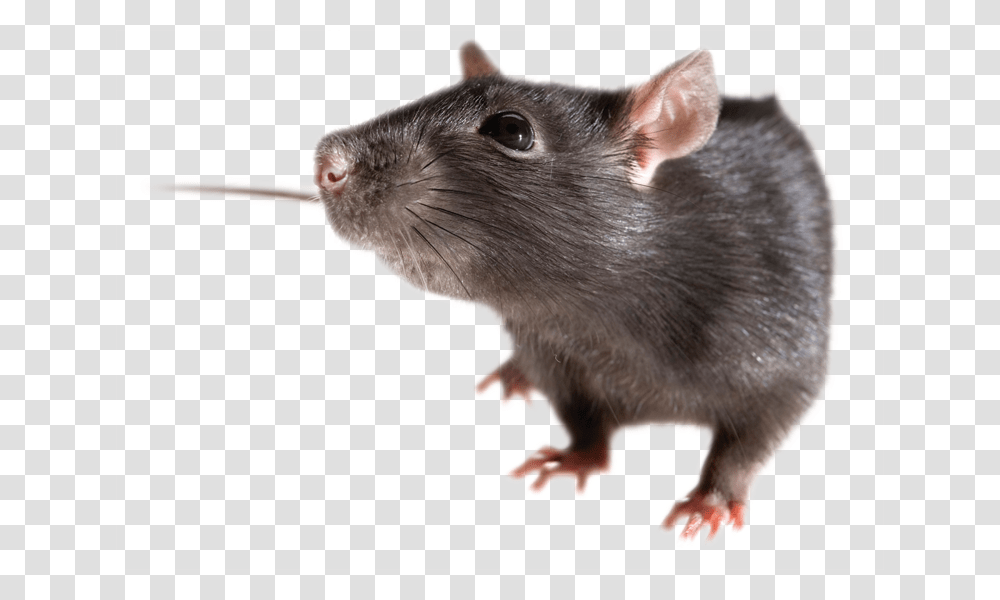 Rat Mouse, Animals, Rodent, Mammal, Pet Transparent Png