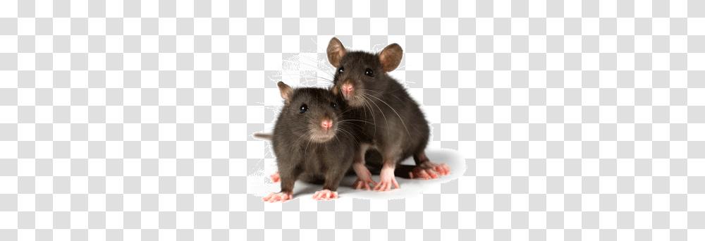 Rat Mouse, Animals, Rodent, Mammal, Pet Transparent Png