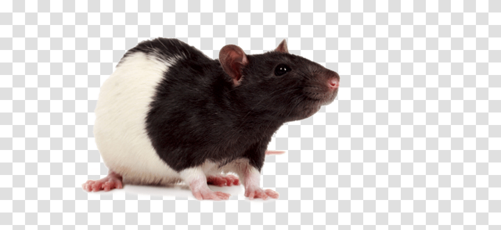 Rat Mouse, Animals, Rodent, Mammal, Pet Transparent Png