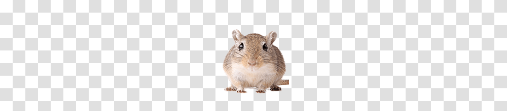 Rat Mouse, Animals, Rodent, Mammal, Pet Transparent Png