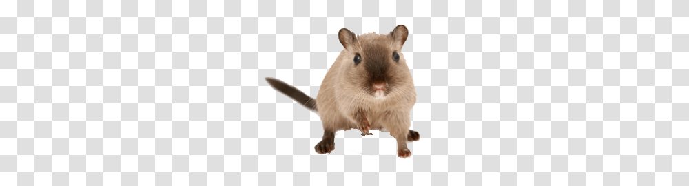 Rat Mouse, Animals, Rodent, Mammal, Pet Transparent Png