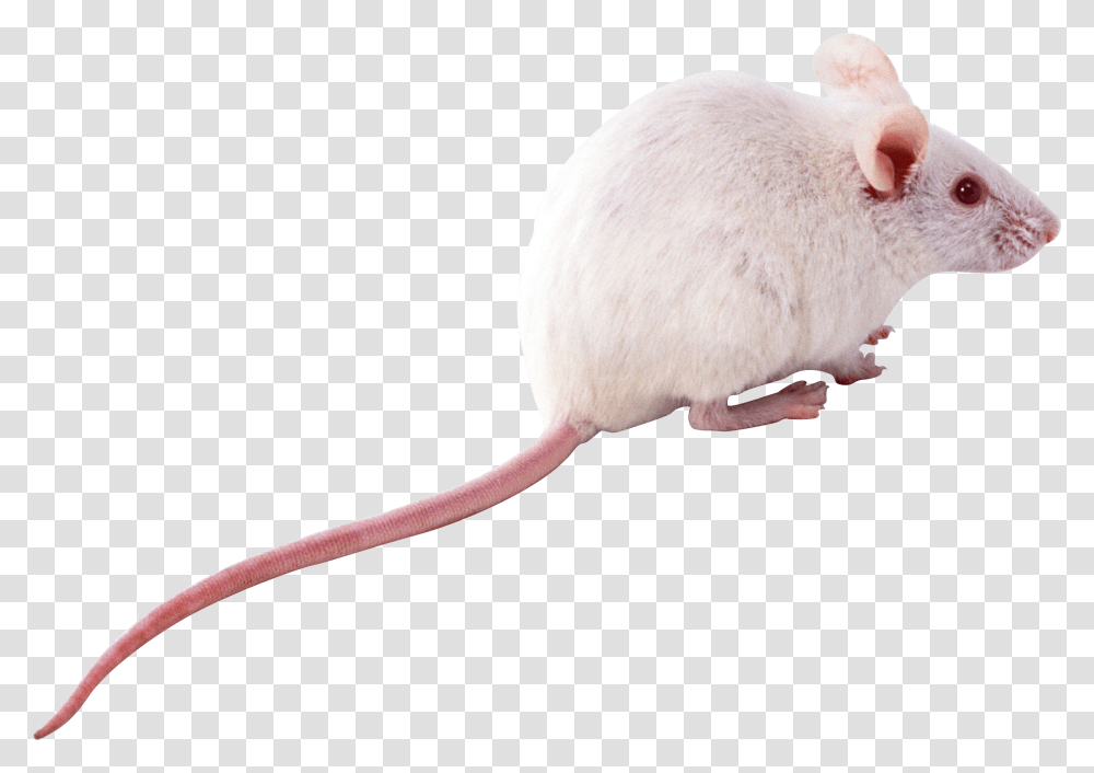 Rat Mouse, Animals, Rodent, Mammal, Pet Transparent Png