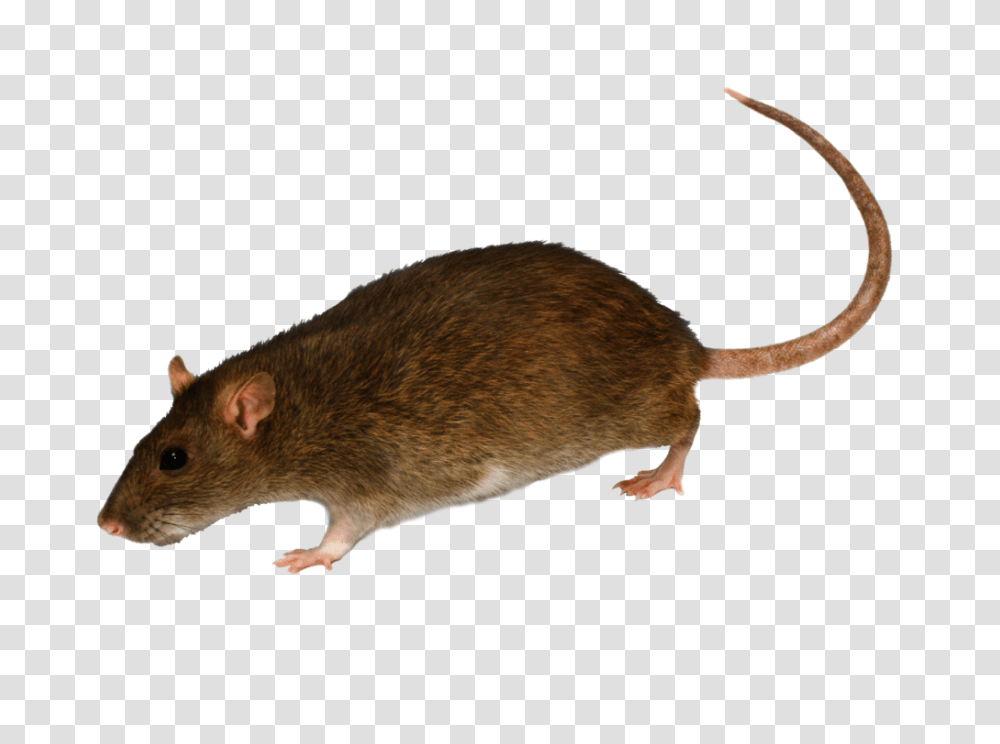 Rat Mouse, Animals, Rodent, Mammal, Pet Transparent Png