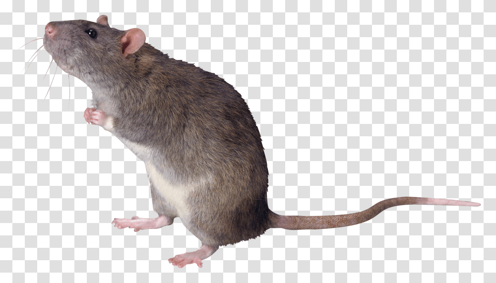 Rat Mouse, Animals, Rodent, Mammal Transparent Png