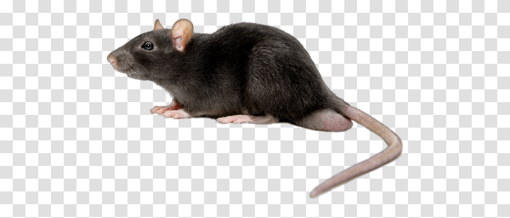 Rat Mouse, Animals, Rodent, Mammal Transparent Png