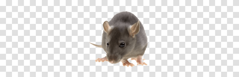 Rat Mouse, Animals, Rodent, Mammal Transparent Png